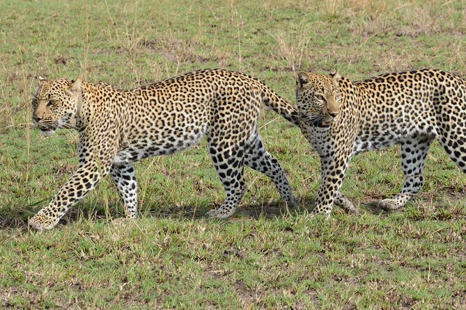 13 Day Uganda Safari with Gorillas, Chimps & Tree climbing lions - Days 1 and 2: From Entebbe to rhinos and Murchison Falls