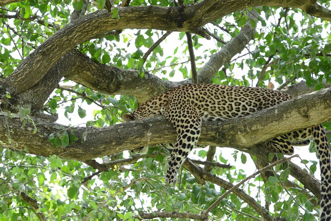 13 Day Uganda Safari with Gorillas, Chimps & Tree climbing lions - Day 5: Chimpanzee tracking and Bigodi Swamp