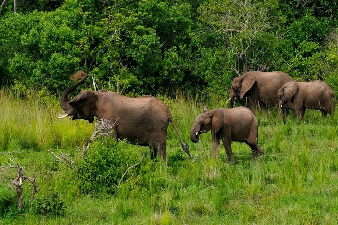 13 Day Uganda Safari with Gorillas, Chimps & Tree climbing lions - Days 6 to 8: Queen Elizabeth National Park and the Kazinga Channel