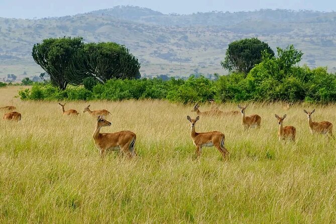 13 Day Uganda Safari with Gorillas, Chimps & Tree climbing lions - Days 10 and 11: Bwindi and the mountain gorilla trek