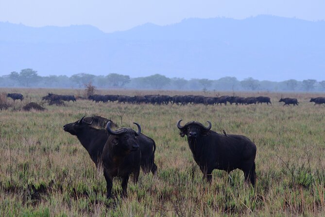 13 Day Uganda Safari with Gorillas, Chimps & Tree climbing lions - Day 12: Lake Bunyonyi, then on to Lake Mburo