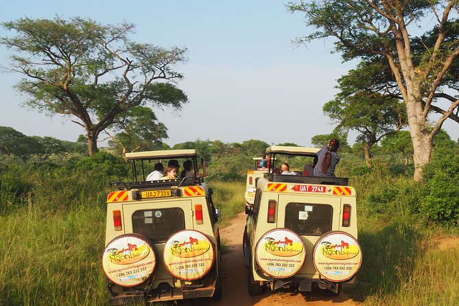 13-Day Wildlife Adventure Trip to the Pearl of Africa - Days 4 and 5: From tea country to chimpanzee habituation