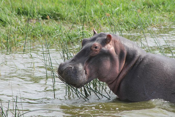 13-Day Wildlife Adventure Trip to the Pearl of Africa - Day 10: Gorilla trekking in Bwindi