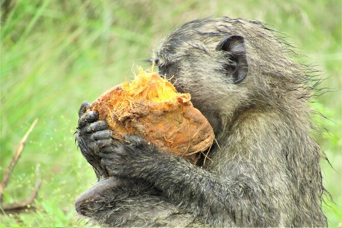 13 Days Private tour to discover Uganda's Best Safari - Day 1: An easy start in Entebbe