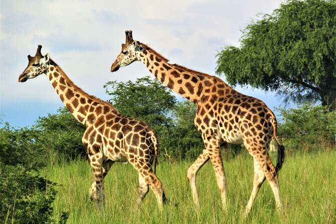 13 Days Private tour to discover Uganda's Best Safari - Day 3: Savanna animals and the Nile