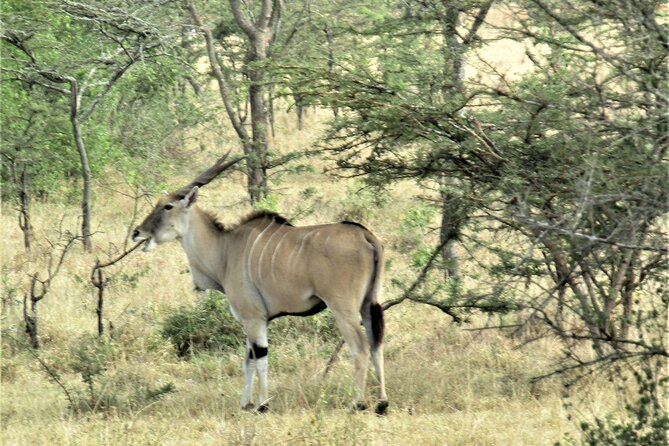 13 Days Private tour to discover Uganda's Best Safari - Day 4: The long road to Kibale
