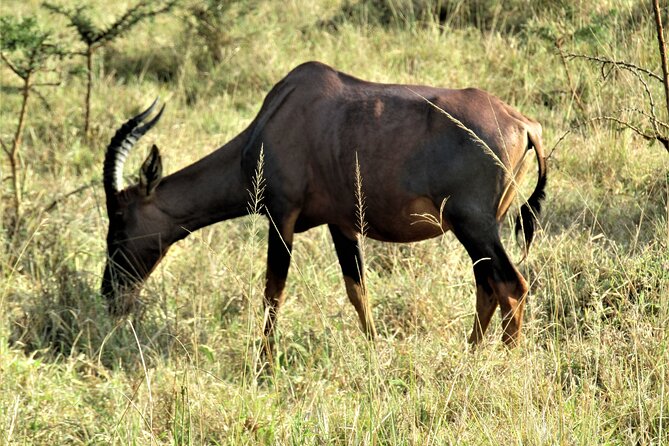 13 Days Private tour to discover Uganda's Best Safari - Day 5: Chimpanzees in Kibale Forest