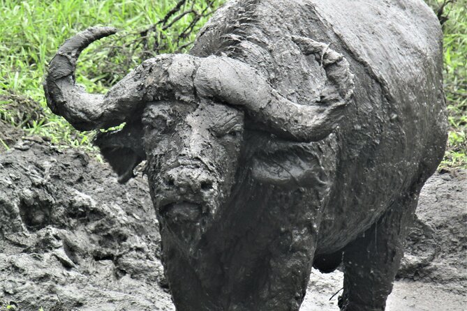 13 Days Private tour to discover Uganda's Best Safari - Day 7: Uganda kobs and the Kazinga Channel