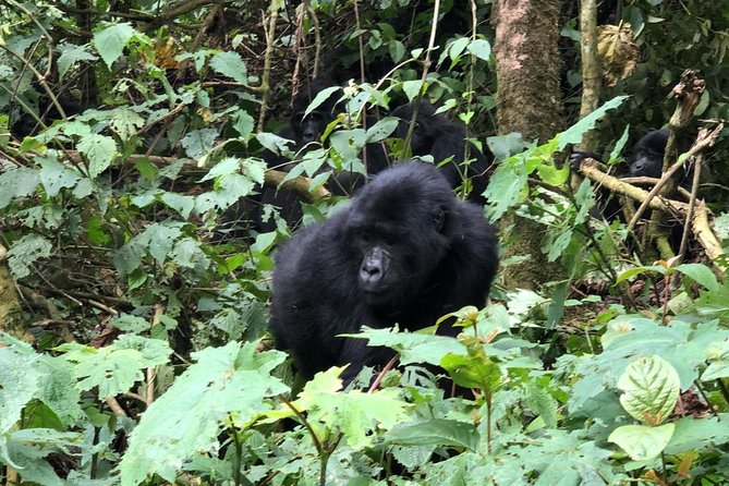 14 Day Pearl of Africa Uganda Classic Wildlife Safari - Kampala and the first look at Uganda