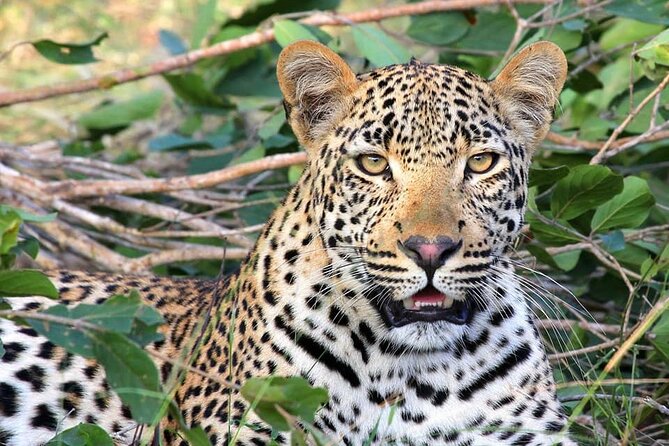 14 Days Uganda Safari Adventure, Gorilla Trekking and WildlifeTour - Why this Uganda safari feels different
