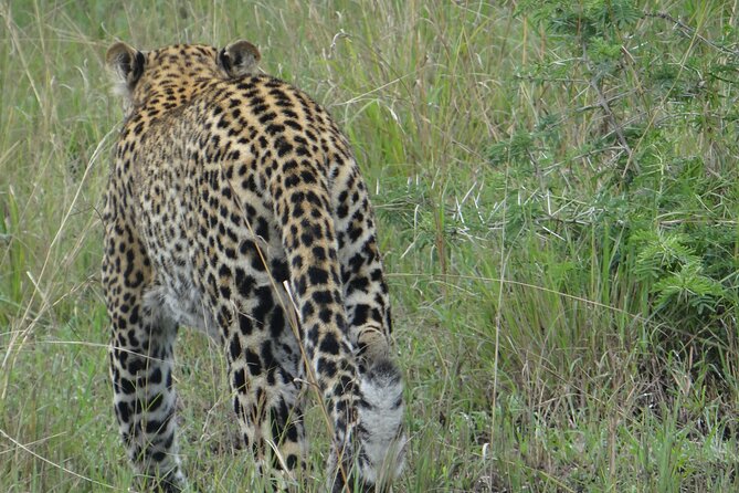 14 Days Uganda Safari Adventure, Gorilla Trekking and WildlifeTour - Days 6 and 7: Queen Elizabeth National Park by road and water