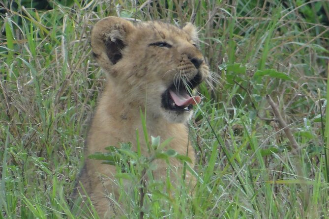 14 Days Uganda Safari Adventure, Gorilla Trekking and WildlifeTour - Day 8: Kyambura Gorge and the Ishasha sector