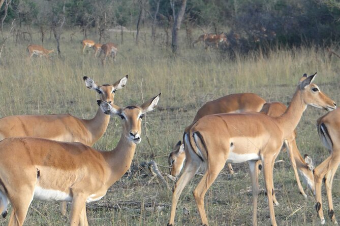 14 Days Uganda Safari Adventure, Gorilla Trekking and WildlifeTour - Days 9 and 10: Echuya Forest, golden monkeys, and Lake Mutanda