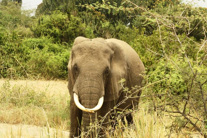 14 Days Uganda Safari Adventure, Gorilla Trekking and WildlifeTour - Day 12: Canoes, island stories, and lunch with a local family