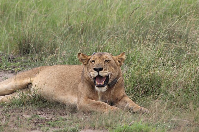 15-Day Gorilla and chimps Trekking, Big 5 and Nature Sighting Safari - Days 7 and 8: Queen Elizabeth and the Kazinga Channel