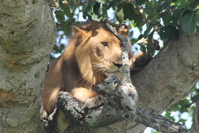 15-Day Gorilla and chimps Trekking, Big 5 and Nature Sighting Safari - Days 12 and 13: Batwa Culture and Lake Bunyonyi