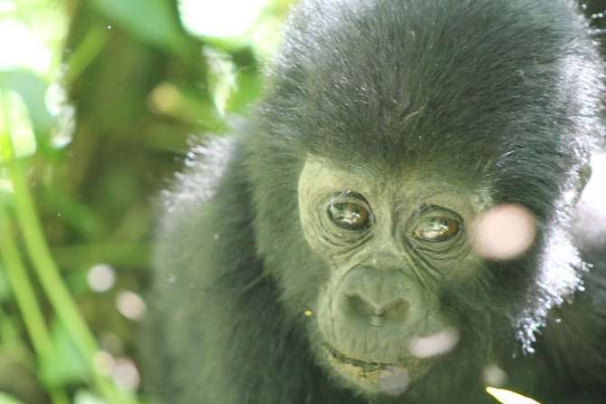 15-Day Gorilla and chimps Trekking, Big 5 and Nature Sighting Safari - Days 5 and 6: Kibale Chimps and Bigodi Swamp