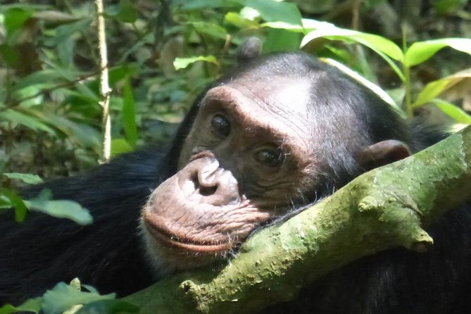 15 Day Gorillas, Chimps and Big 5 Safari Tour - Why this Uganda route covers so much ground
