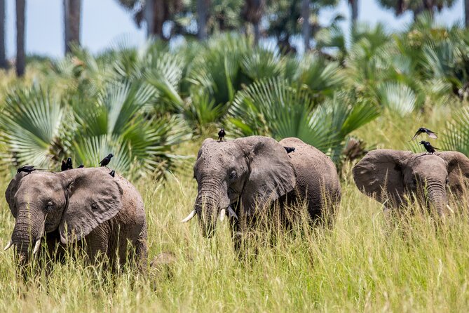 2 Day Guided Murchison Falls And Zziwa Rhino Trekking Safari - The Victoria Nile boat cruise
