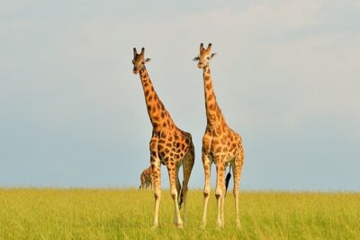 2 Day Guided Murchison Falls And Zziwa Rhino Trekking Safari