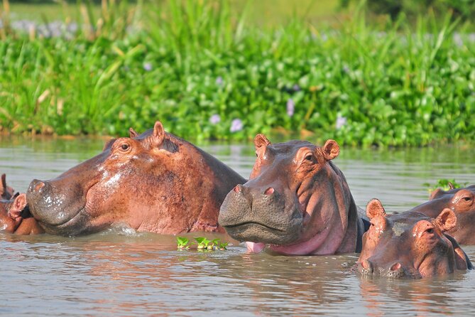 2 Day Guided Murchison Falls And Zziwa Rhino Trekking Safari - Day two: game viewing across the savannah