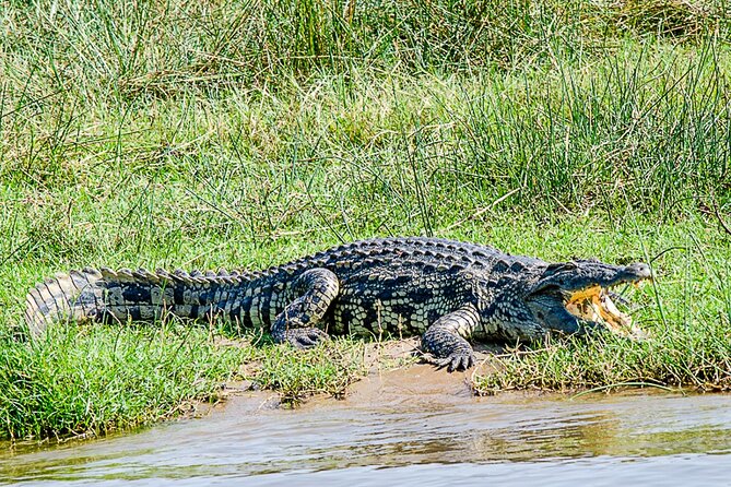 2 Day Guided Murchison Falls And Zziwa Rhino Trekking Safari - Why Ziwa rhino tracking is more than a bonus stop