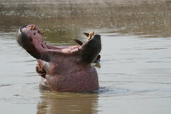 2 Day Guided Murchison Falls And Zziwa Rhino Trekking Safari - Group size, pickup, and the practical rhythm