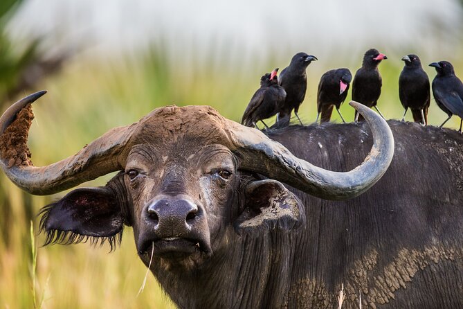 2 Day Guided Murchison Falls And Zziwa Rhino Trekking Safari - Who will get the most from this trip