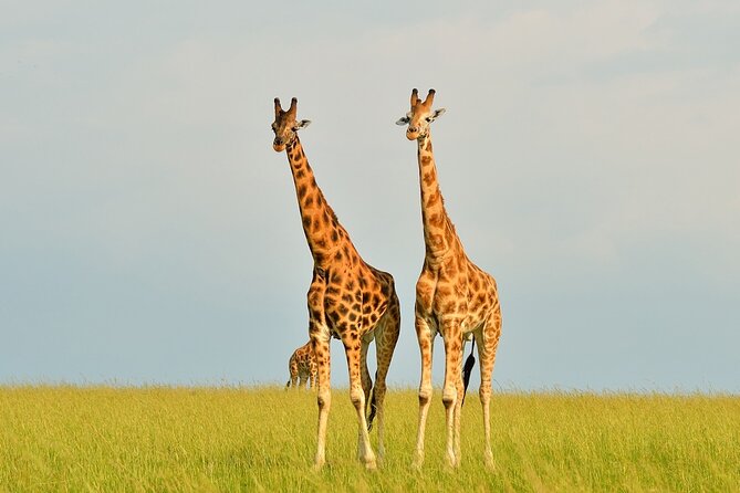 2 Day Guided Murchison Falls And Zziwa Rhino Trekking Safari - Day one: the long road northwest from Kampala
