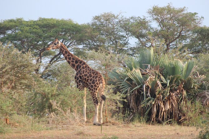 2 Day Lake Mburo National park wildlife Safari - The first game drive covers savannah and woodland