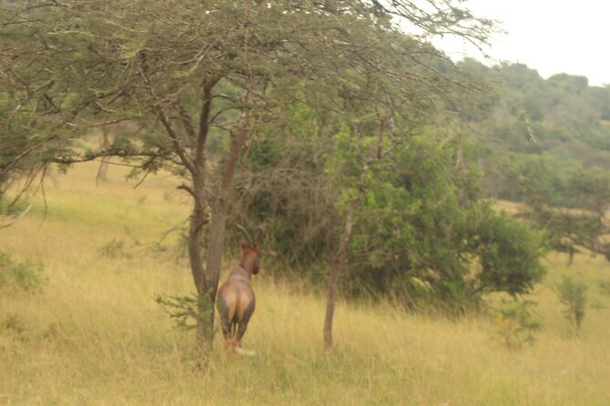 2 Day Lake Mburo National park wildlife Safari - The early morning drive is the safari’s best window