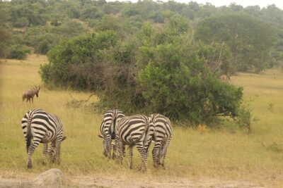 2 Day Lake Mburo National park wildlife Safari