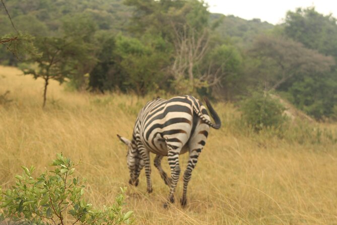 2 Day Lake Mburo National park wildlife Safari - The return to Kampala takes much of the afternoon