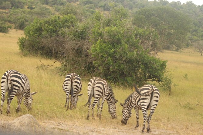 2 Day Lake Mburo National park wildlife Safari - What the $590 price really covers