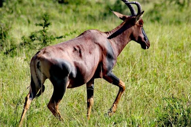 2-Day Wildlife Safari in Lake Mburo National Park - Day one: nature walk, wildlife, and the night drive