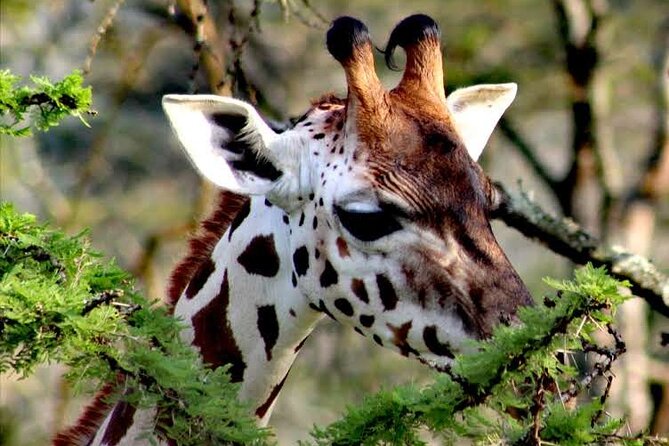 2-Day Wildlife Safari in Lake Mburo National Park - What the $512 price covers
