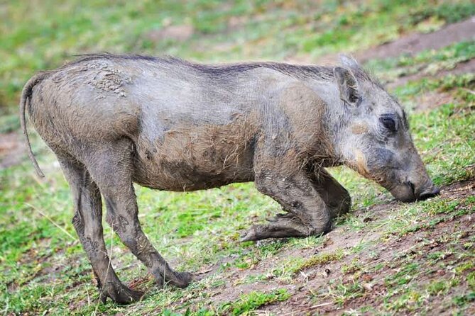 2-Day Wildlife Safari in Lake Mburo National Park - What the strongest feedback tells you