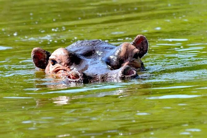 2-Day Wildlife Safari in Lake Mburo National Park - Who should book this Lake Mburo safari