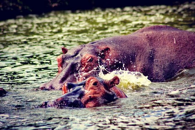 2-Day Wildlife Safari in Lake Mburo National Park - My booking advice