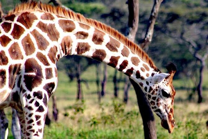 2-Day Wildlife Safari in Lake Mburo National Park - Day two: choose a vehicle or bicycle