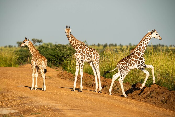 2 Days Budget Safari to Murchison Falls National Park - Key things to know before booking