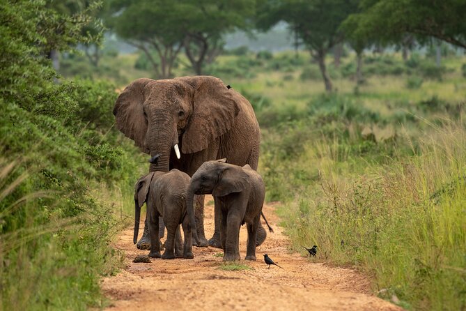 2 Days Budget Safari to Murchison Falls National Park - The five-hour road journey from Kampala