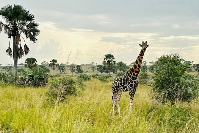 2 Days Budget Safari to Murchison Falls National Park - Seeing the top of Murchison Falls