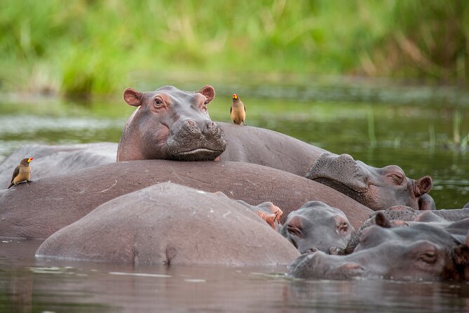 2 Days Budget Safari to Murchison Falls National Park - The return to Kampala and the real cost of a short safari