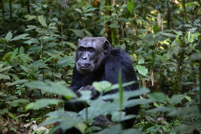 2 Days Chimpazee Safari In kibale Forest Park Uganda. - What $1,850 buys you from Kampala