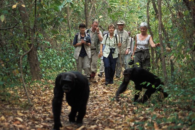 2 Days Chimpazee Safari In kibale Forest Park Uganda. - What else you may see in the forest
