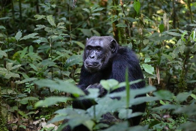 2 Days Chimpazee Safari In kibale Forest Park Uganda. - A return to Kampala on the same day