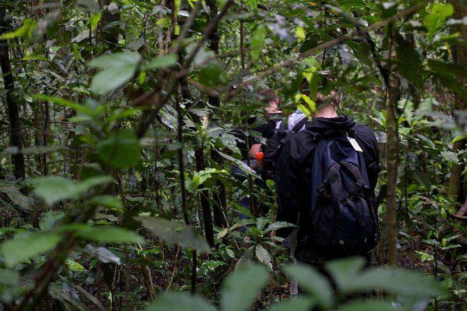 2 Days Chimpazee Safari In kibale Forest Park Uganda. - The private format and what it really changes