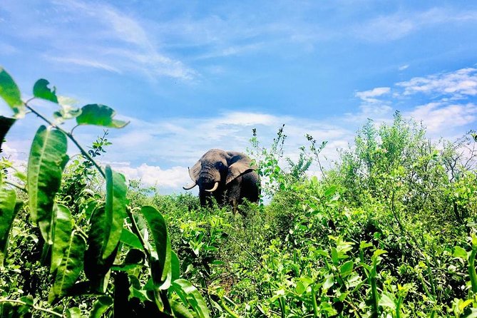 2 Days Family Safari to Murchison Falls Park Uganda - Ziwa Rhino Sanctuary adds more than a quick stop