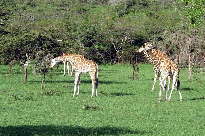 2 Days Family Safari to Murchison Falls Park Uganda - A long second day in the Delta